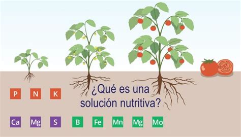 Qu Es Una Soluci N Nutritiva Infoagronomo