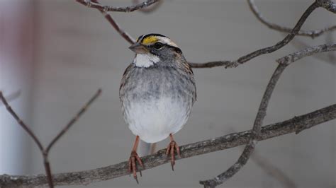 Winter Backyard Birds Of New Jersey