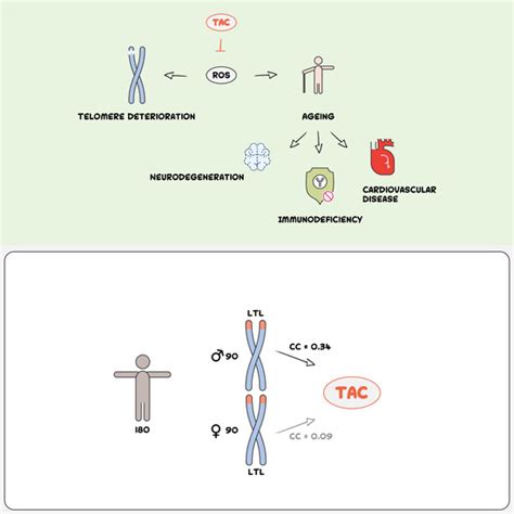 Antioxidants Free Full Text Sex Specific Association Of Serum Anti