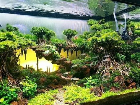 The Art Of Aquascaping Designing A Stunning Underwater World