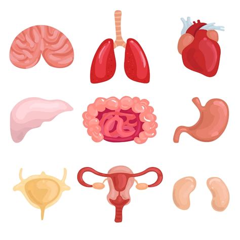 Human internal organs set - Clip Art Library