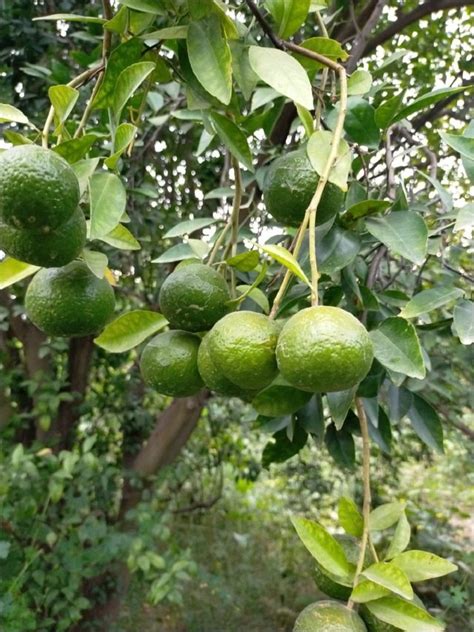 Full Sun Exposure Green Mosambi Fruit Plant For Fruits At Best Price