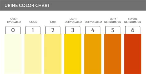 Urine Color Chart Pee Hydration And Dehydration Test Strip Vector Design For Medical Education