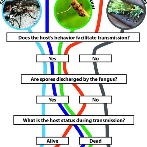 Flowchart Of Representative Entomopathogenic Fungi Categorized By