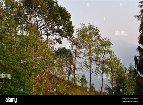 beautiful tree landscape   himalayan forest  kalimpong stock