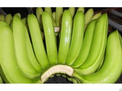 Vietnam Cavendish Banana Ho Chi Minh City Hcmc Eceurope Market