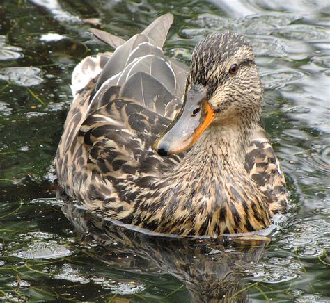 Female Mallard Maureen Stevens Flickr