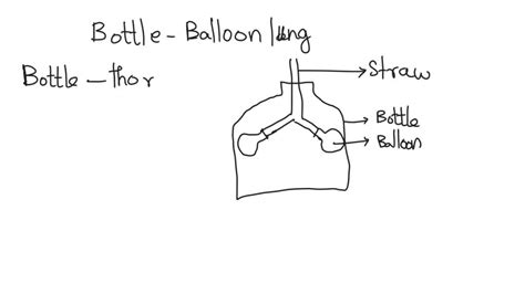 SOLVED: About bottle balloon lung experiment.. what does each part of ...