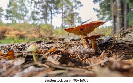 Lactarius Deliciosus Saffron Milkcap Mushroom Delicious Stock Photo