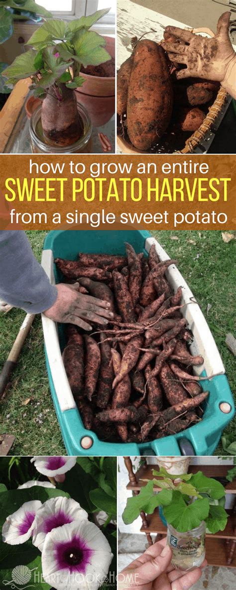 How To Grow Sweet Potatoes From Sweet Potato Slips