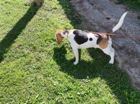 Bigl Beagle FCI mužjak traži curu za parenje beagle štenci