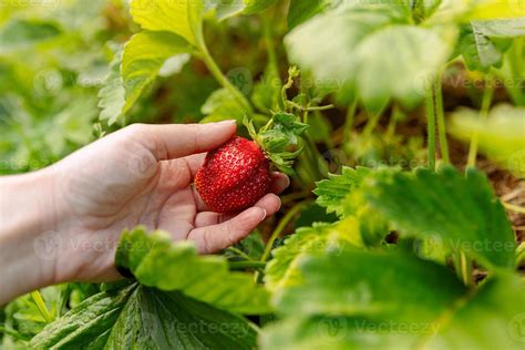 Concepto De Jardiner A Y Agricultura Mujer Trabajadora Agr Cola Mano