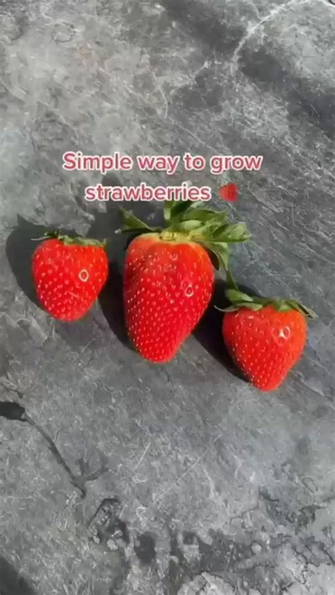 How To Grow Strawberries 🍓🍓 Indoor Vegetable Gardening Organic Gardening Tips Fruit Garden