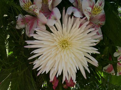 Flower Photography Mums
