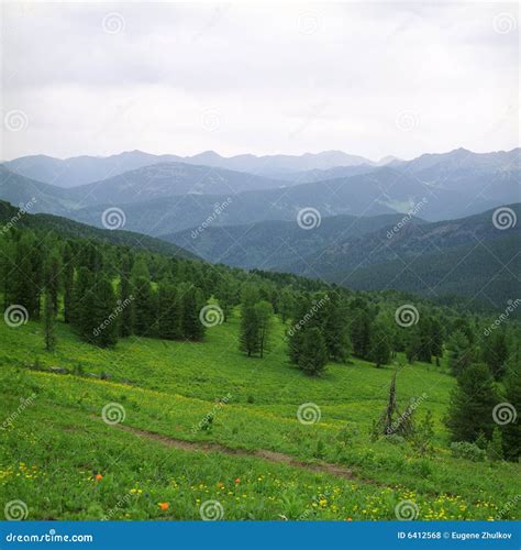 Forest in high mountains stock photo. Image of meadow - 6412568