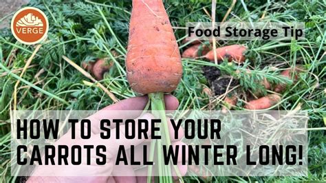 How To Store Carrots All Winter Long YouTube