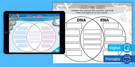 DNA And RNA Compare Contrast Activity For 6th 8th Grade Worksheets