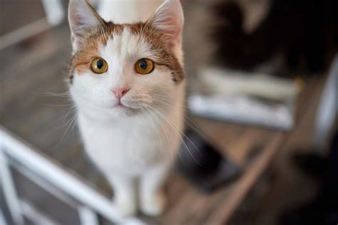 Anatolian Cat: Pictures, Traits & Facts - Catster