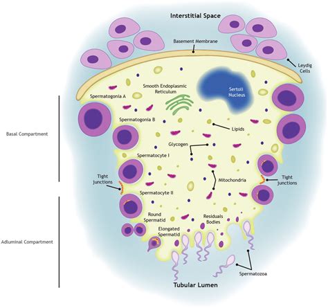 Schematic Illustration Of The Seminiferous Epithelium And Sertoli Cells