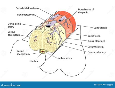 Anatomia Do Pénis Imagens de Stock Royalty Free Imagem 14219199