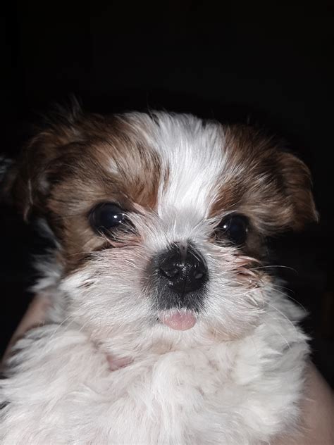 Shorkie Puppies For Sale | Grand Rapids, MI #289258