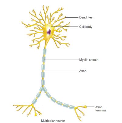 Neuro Guiding Questions Neurons And Synapses Flashcards Quizlet