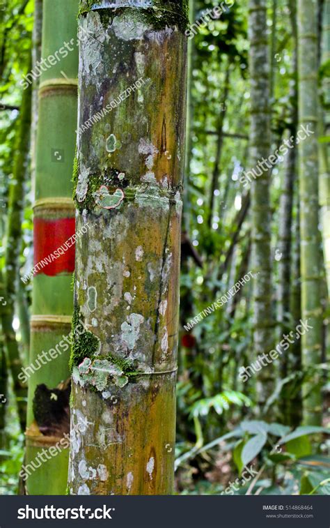 Guadua Bamboo Green Stock Photo 514868464 | Shutterstock