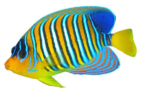 Angelfish Png Image Purepng Free Transparent Cc0 Png Image Library