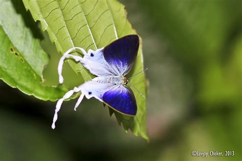 Nature And More Fluffy Tit ©luvjoy Choker Arunachal Pradesh