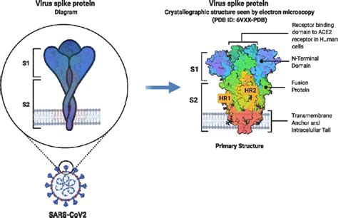 Sars Cov Spike Protein S Induces Fibrin Ogen Resistant To