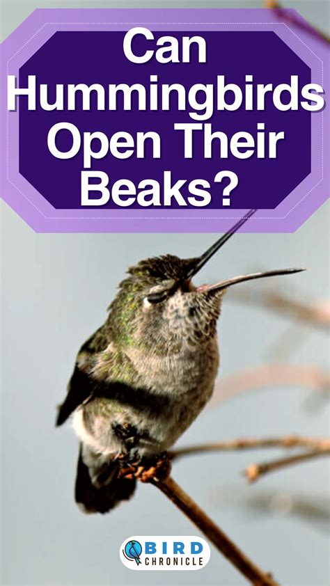 Can Hummingbirds Open Their Beaks? [All You Need To Know]