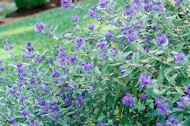 13 Summer Flowering Shrubs That Are Super Easy To Grow Big Leaf