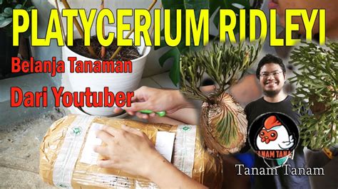 Belanja Tanaman Khas Borneo Dari Youtuber Unboxing Platycerium