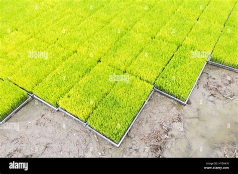 Rice Seedling In Tray Planting Stock Photo Alamy