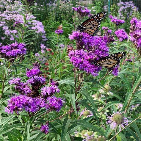 Ironweed Plant — shoreview natives