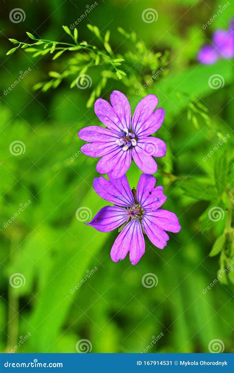 Wood Cranesbill Woodland Geranium Geranium Sylvaticum Forest