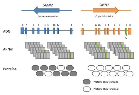 Atrofia muscular espinal la enfermedad genética más cara Genotipia