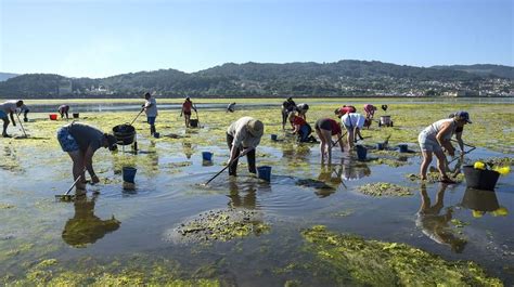 Alivio en la ría de Pontevedra las mariscadoras de a pie encontraron