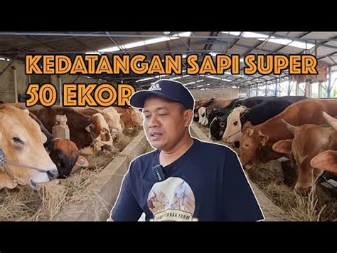 Kandang Tingkat Kedatangan Sapi Super Ekor Sumber Ternak Farm