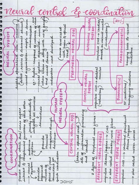 Solution Neural Control And Coordination Mind Map Studypool