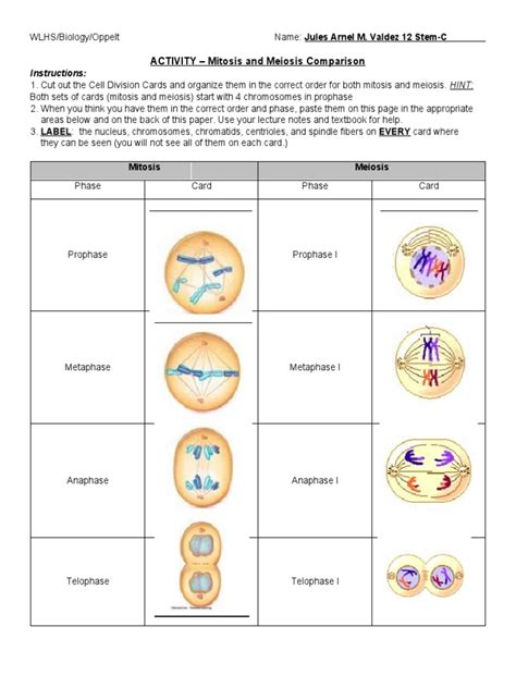 Mitosis And Meiosis Worksheets Worksheets Library