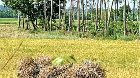 Harvest Of Samba Paddy Begins In Tiruchi District The Hindu