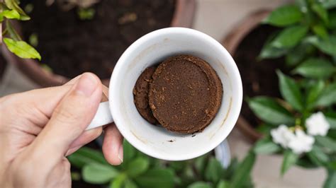 Do Coffee Grounds Keep Bugs Away