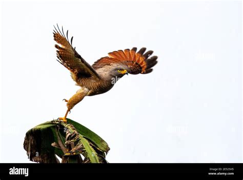 Calentamiento Del Ecosistema De La Selva Tropical Fotografías E Imágenes De Alta Resolución Alamy