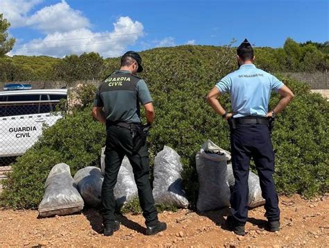 Detienen a cinco personas por robar algarrobas en Calvià y Llucmajor