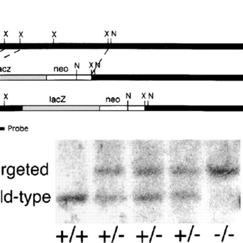 Targeted Mutagenesis Of The Lama5 Gene A The Targeting Vector