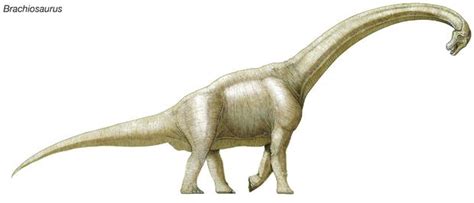 Um Esqueleto De Dinossauro De P S De Comprimento Foi Encontrado No