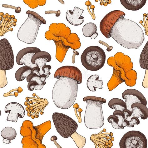 Matsutake Mushrooms Stock Illustrations 86 Matsutake Mushrooms Stock Illustrations Vectors