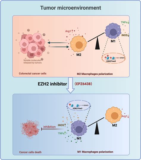 Frontiers Ezh2 Inhibitors Suppress Colorectal Cancer By Regulating