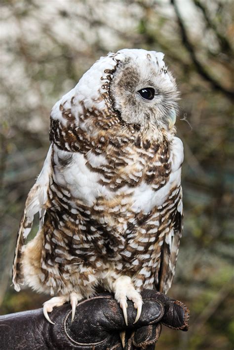 Northern Spotted Owl Strix Occidentalis Caurina Hazel Is Flickr